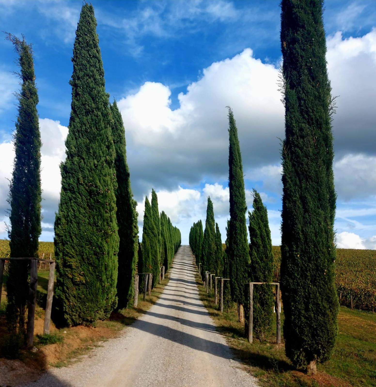 House With A View In Tuscany San Gusme Eksteriør bilde
